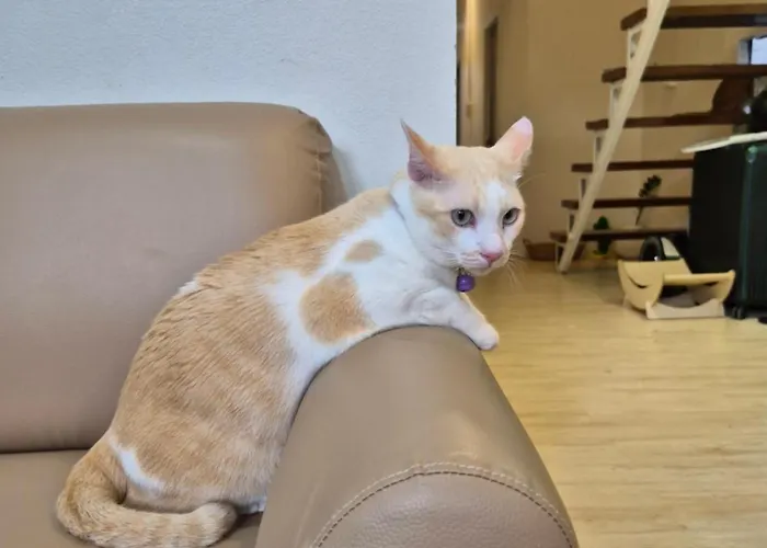 Cat House Bkk Alloggio in famiglia Bangkok