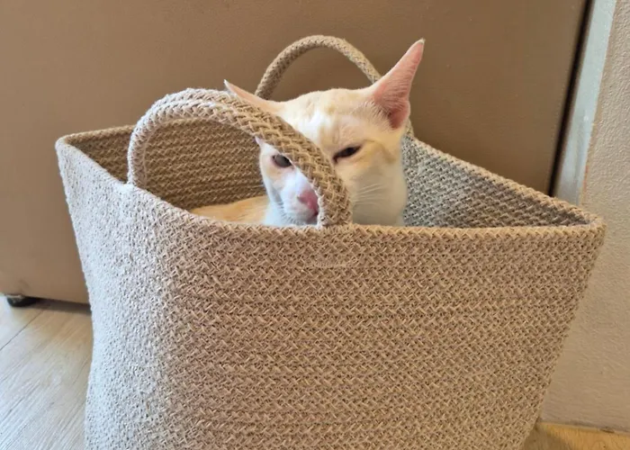 Cat House Bkk *